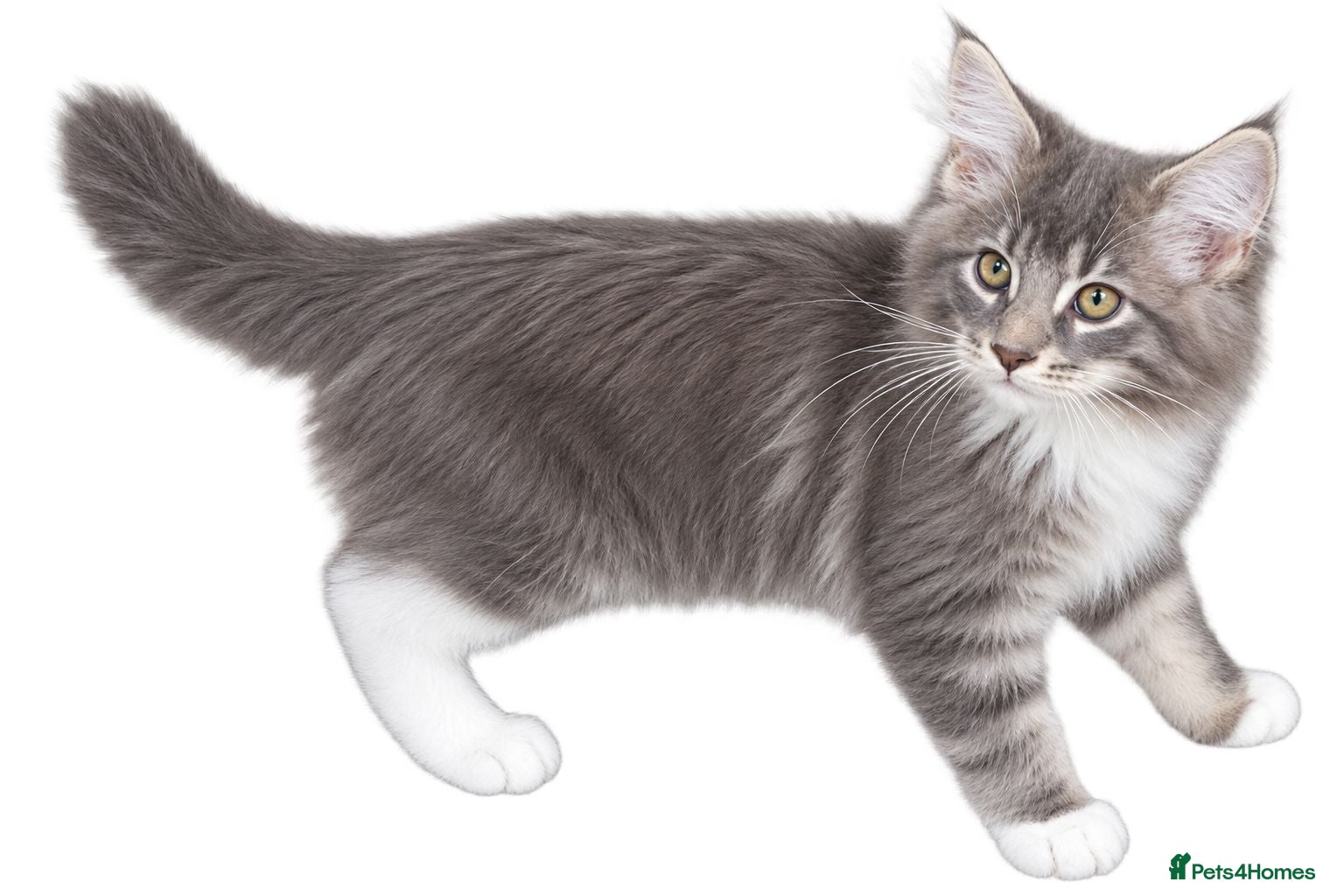 Maine Coon cats Tica registered Female Maine coon kitten for sale  - Advert 19