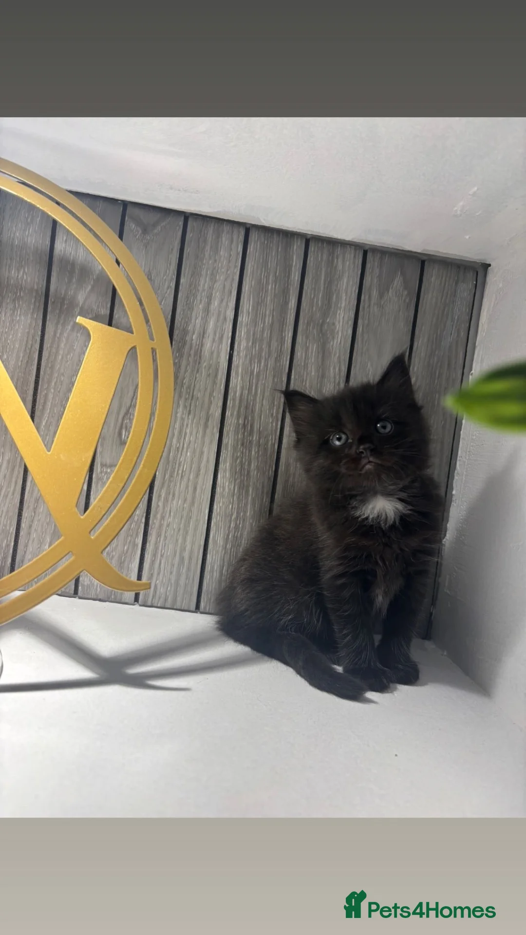 Mixed Breed cats for sale: Ragdoll X kittens  in Stratford-upon-Avon - Advert 2
