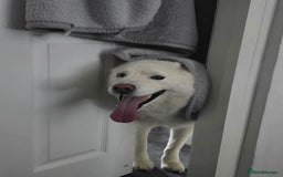 Siberian Husky dogs for sale: Ghost, loving 6yr male husky  - Image 3