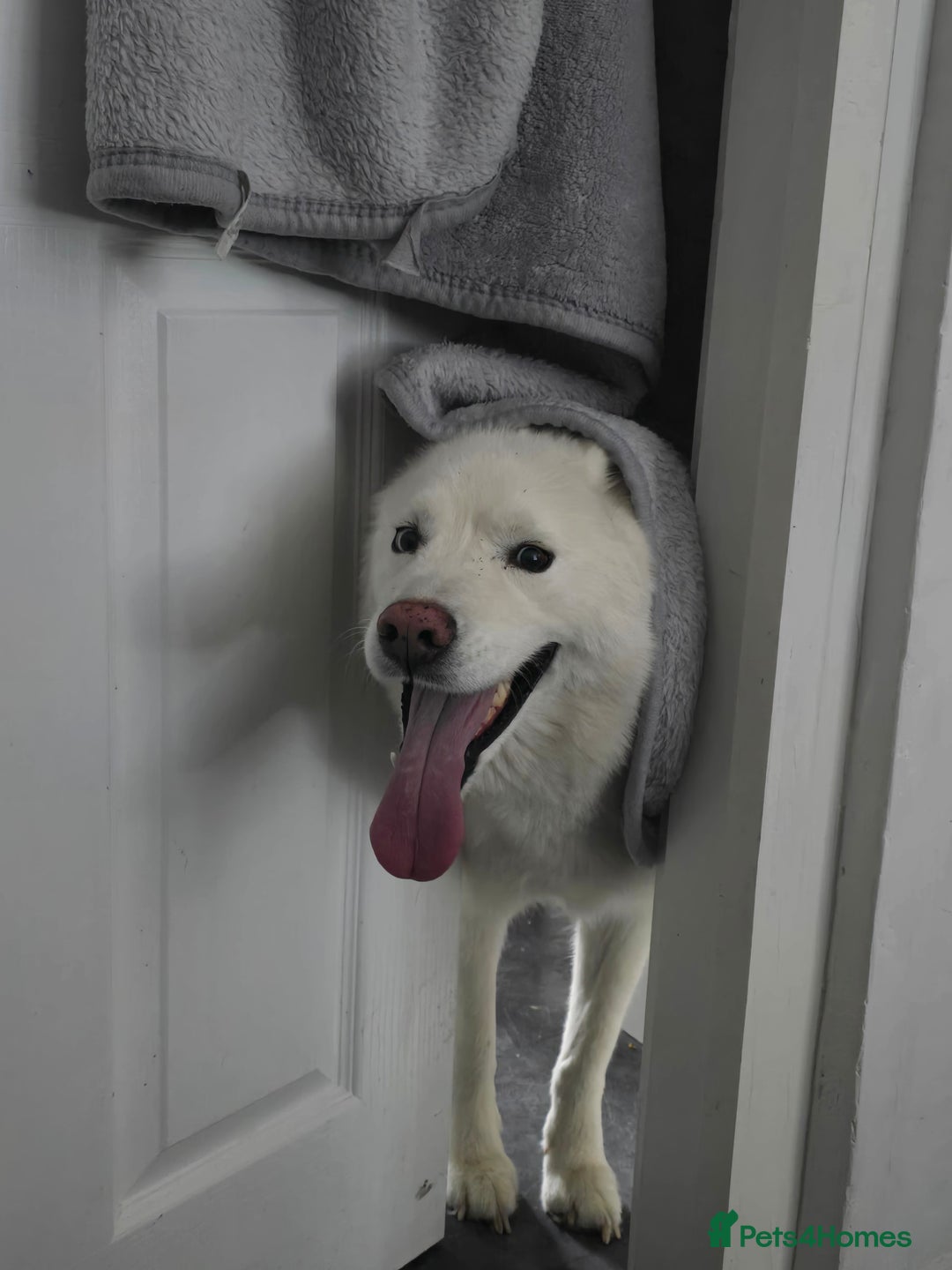 Siberian Husky dogs for sale: Ghost, loving 6yr male husky  - Image 3