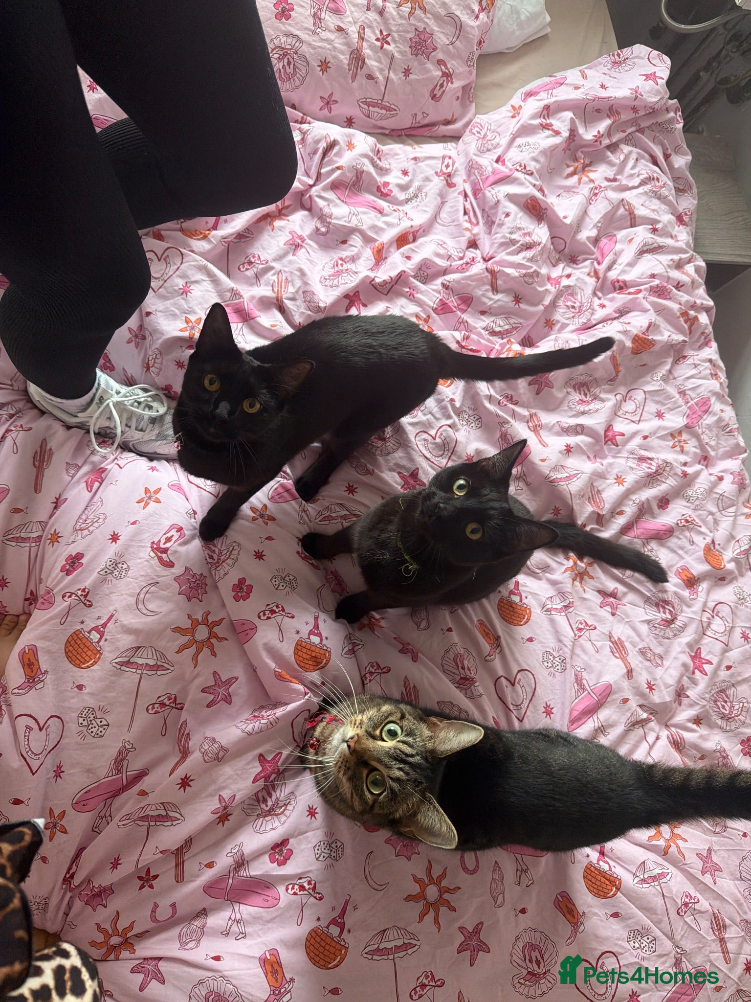 Mixed Breed cats 3 cats looking for a forever home  - Advert 9