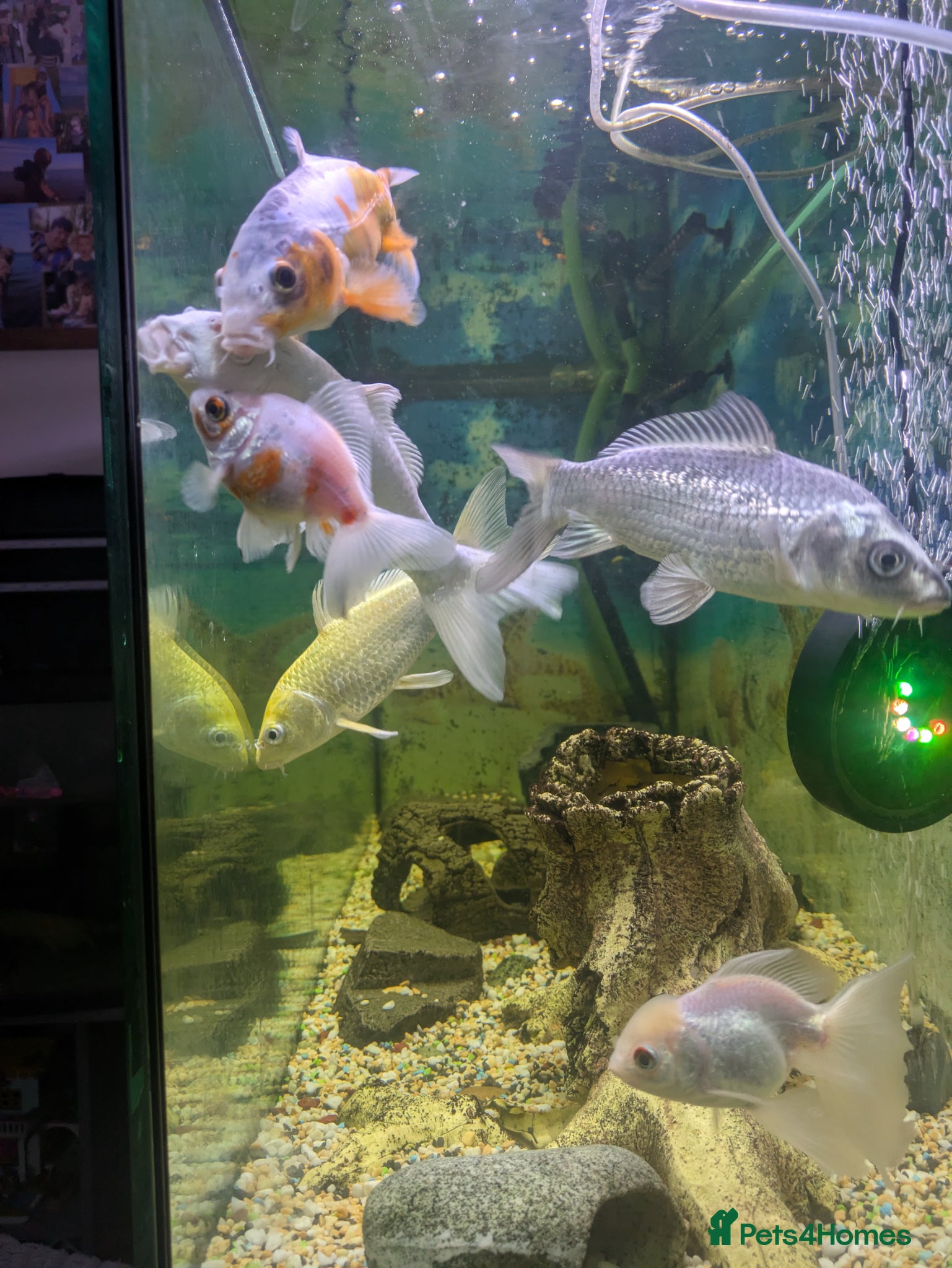 Koi Carp fish for sale: 4x 20 cm koi fish and two goldfish - Advert 3