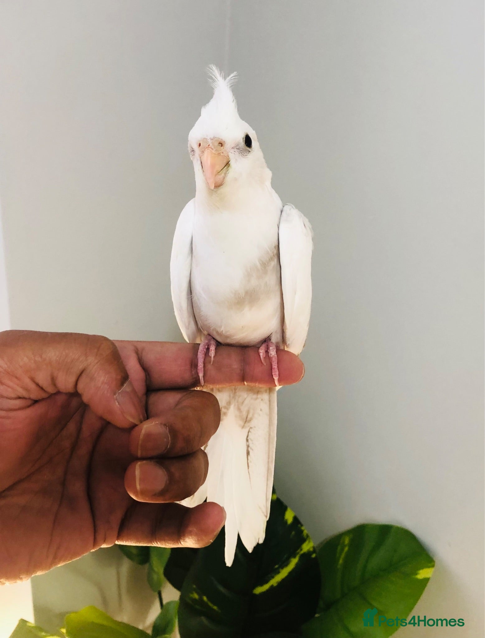 Cockatiels birds Beautiful hand tamed cockatiels for sale. - Advert 1