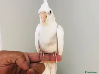 Cockatiels birds Beautiful hand tamed cockatiels for sale. - Advert 4