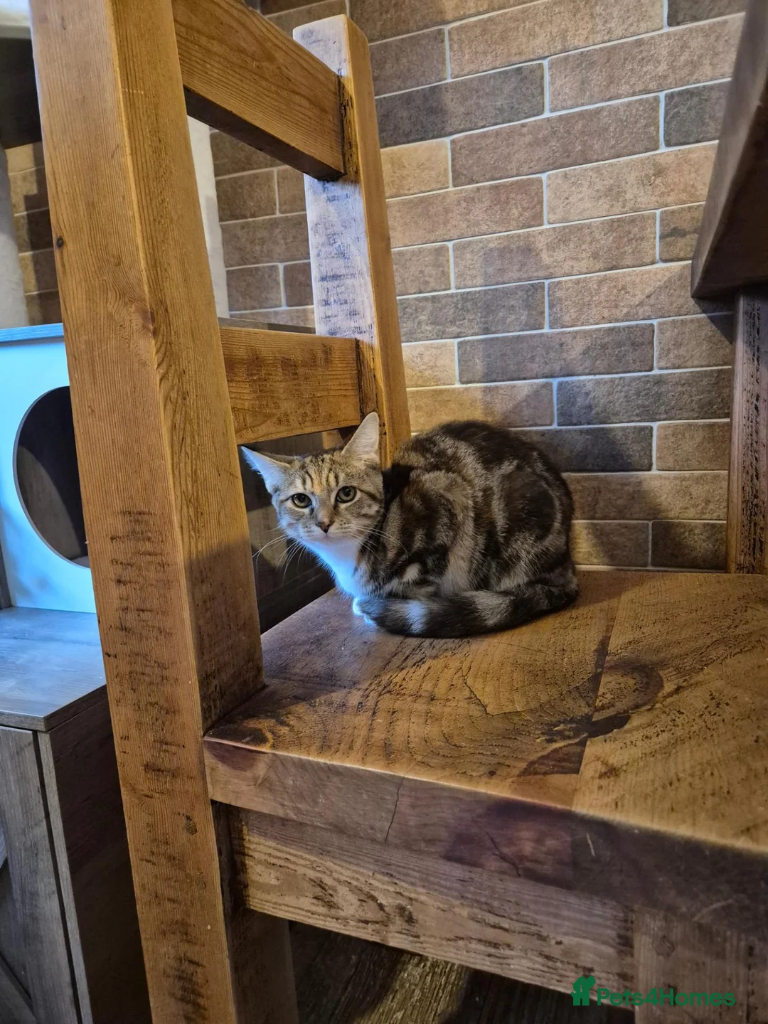 Mixed Breed cats for sale: Beautful litter of kittens - Advert 1
