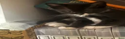 Munchkin cats for sale: Cute Tuxedo Kitten is looking 4 good home - Advert 15