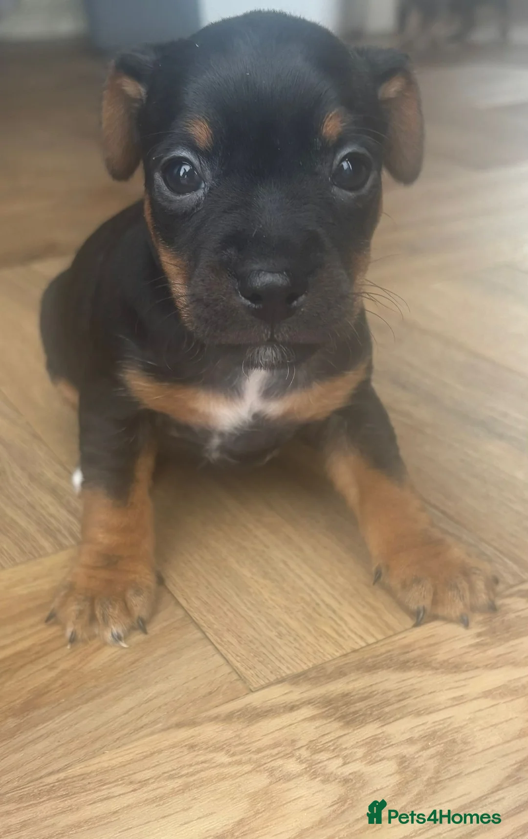 Jack Russell dogs for sale: 4 Beautiful Girl Jack Russell Puppies  - Advert 10