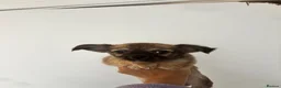 Chihuahua dogs for sale: 2 beautiful chihuahua puppies - Advert 2