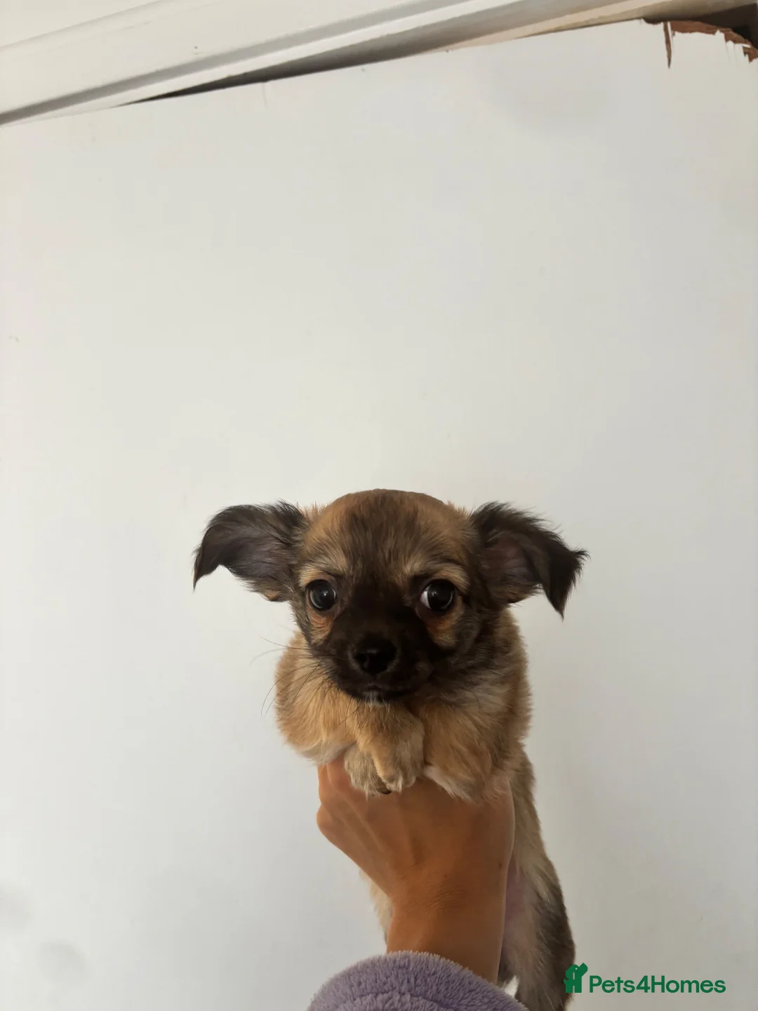 Chihuahua dogs for sale: 2 beautiful chihuahua puppies - Advert 2