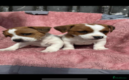 Jack Russell dogs for sale: Jack Russell Puppies  - Image 4