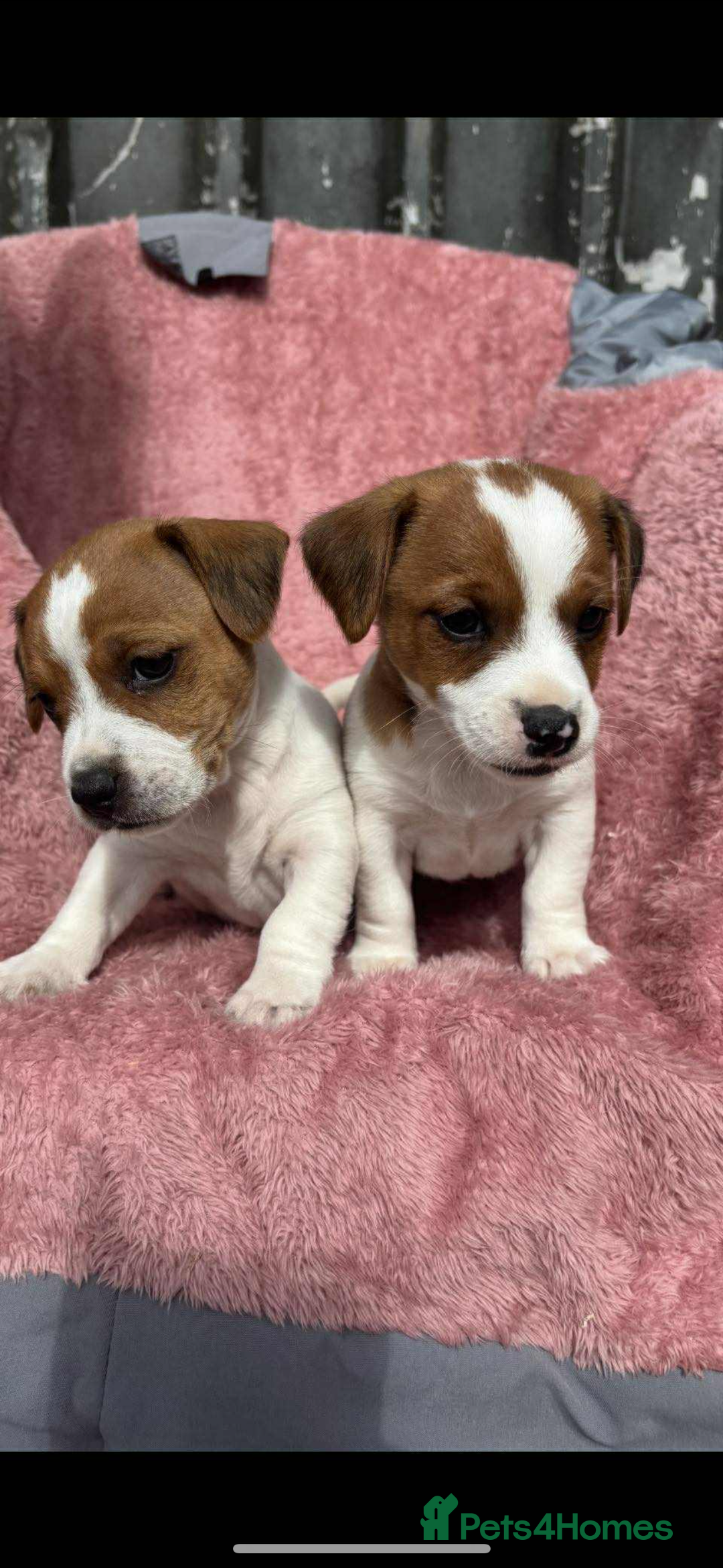 Jack Russell dogs for sale: Jack Russell Puppies  - Image 4