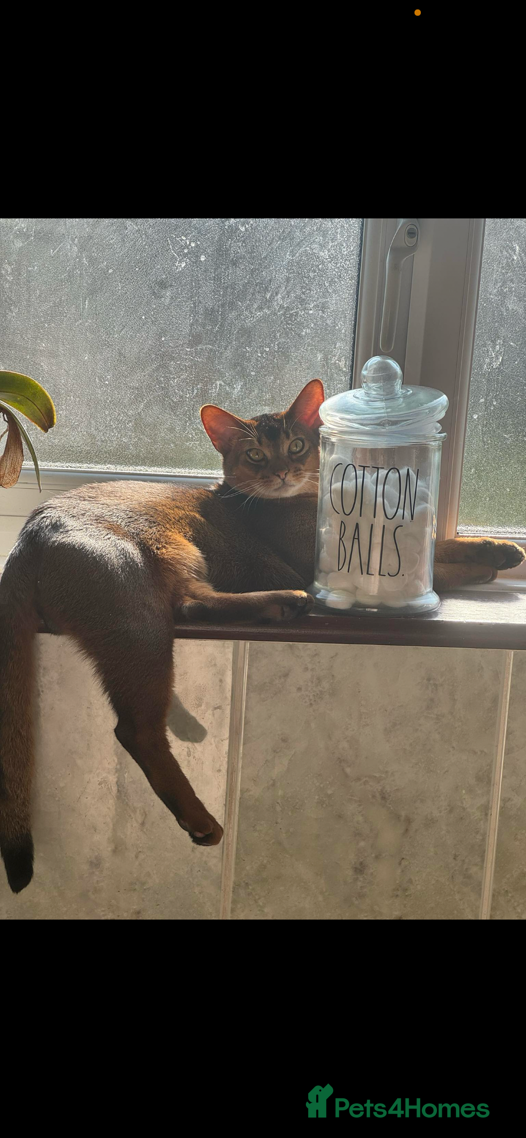 Abyssinian cats for stud: Rudy boy for stud - Advert 2