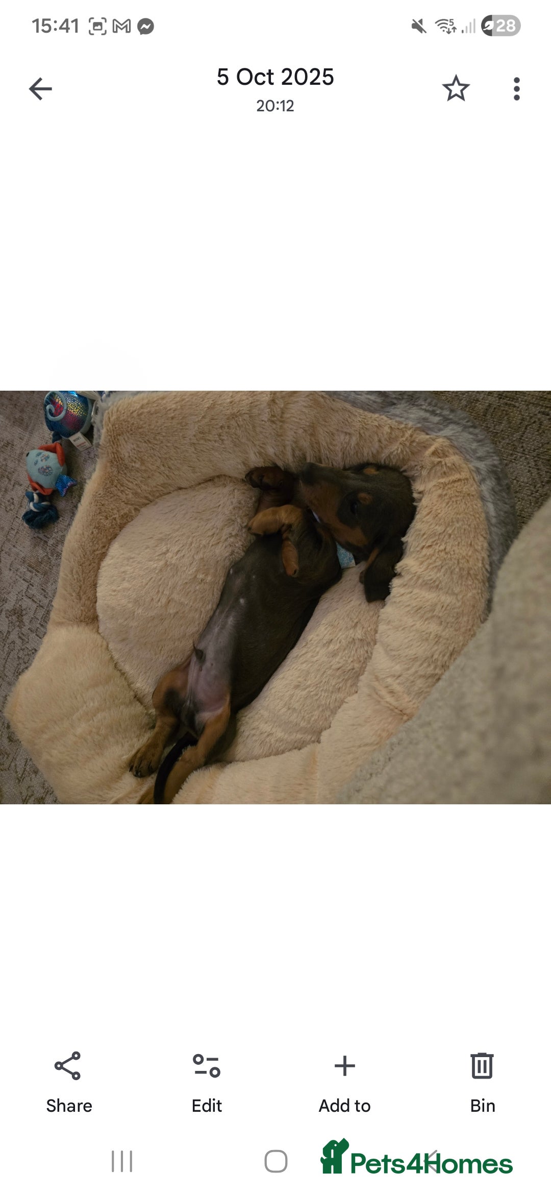 Dachshund dogs for sale: Dachshund puppy  - Advert 2