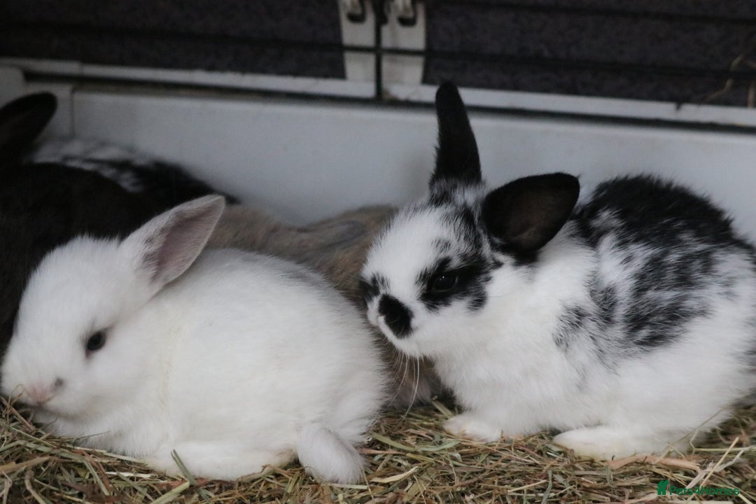 Mixed Breed rabbits for sale: Beautiful bunny's  - Advert 3