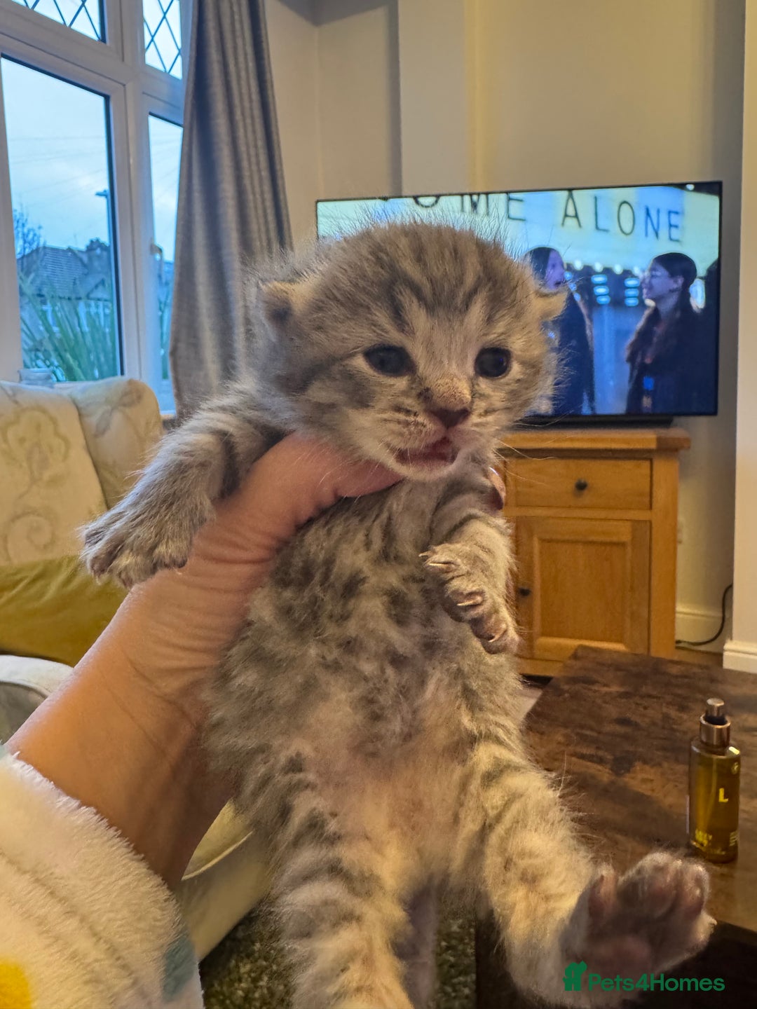 British Shorthair cats for sale: Beautiful British short hair kittens.  - Advert 5