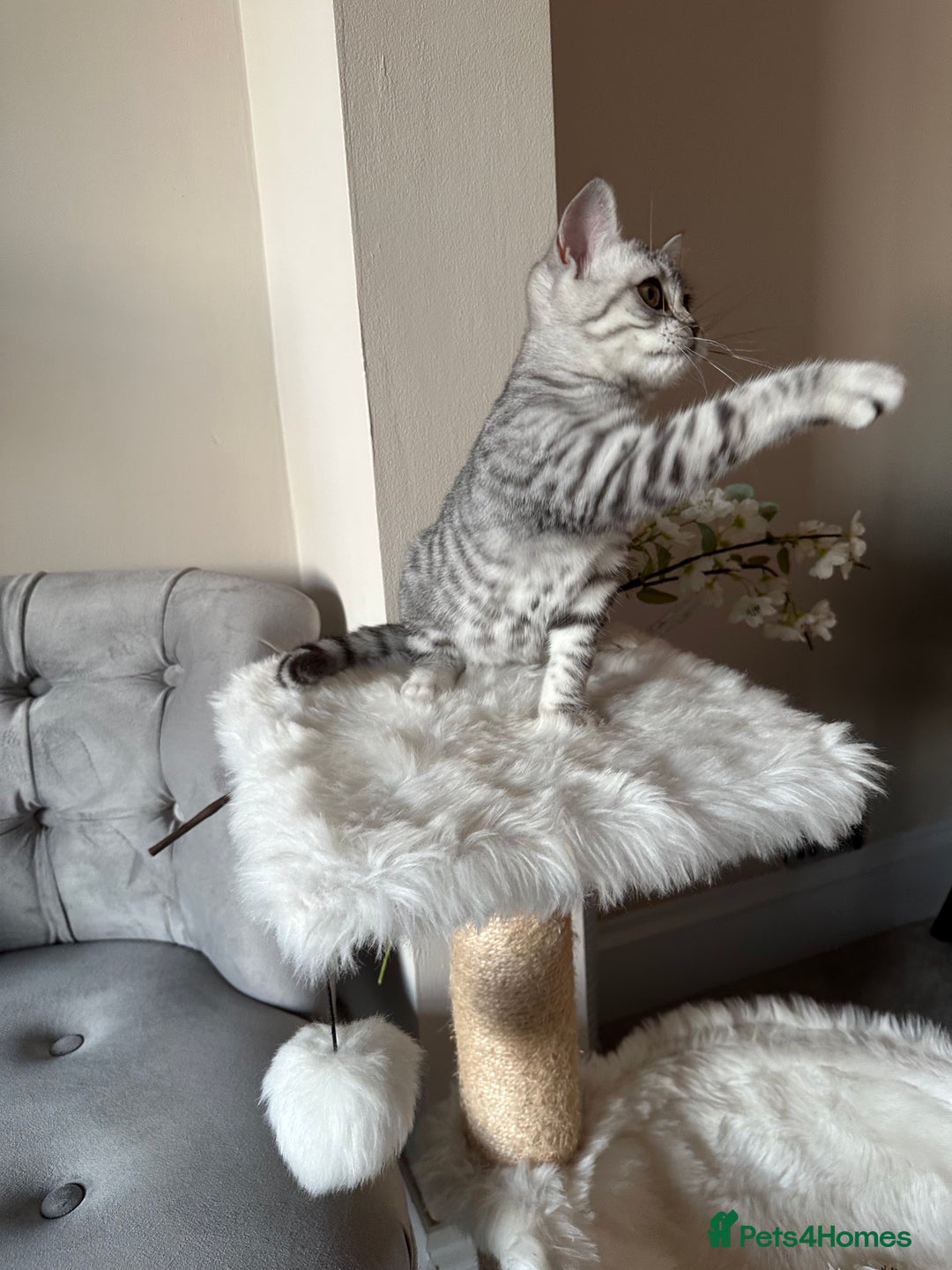 British Shorthair cats for sale: SILVER TABBIES - Registered & Full Pedigree - Image 22