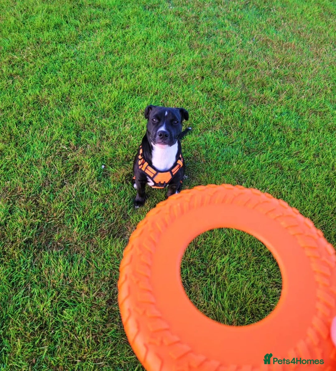 Staffordshire Bull Terrier dogs for stud: Quality STUD carries blue, red and tri gene  - Advert 27