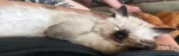 Ragdoll cats for sale: Pure ragdolls for sale - Advert 13
