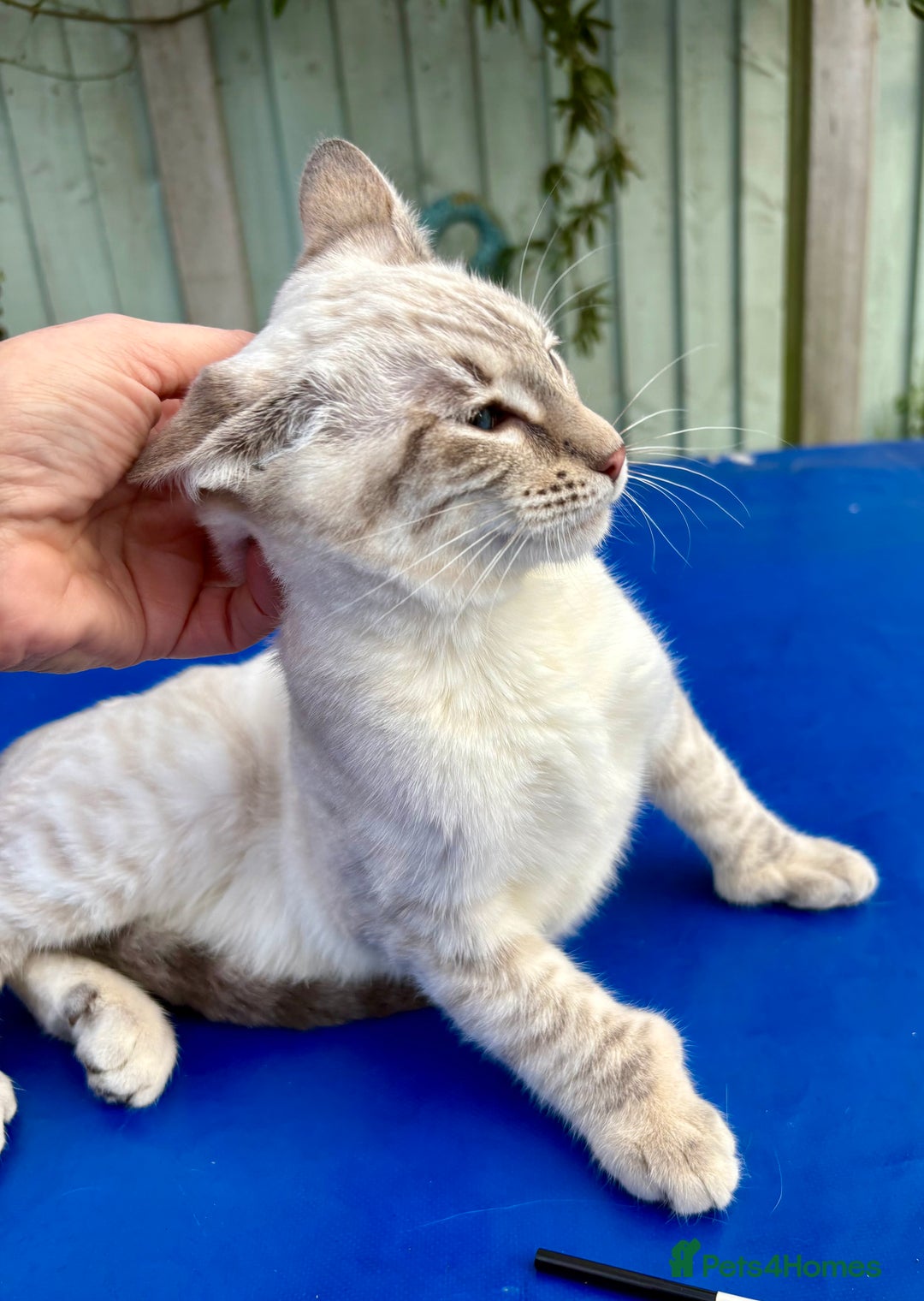 Keetso cats for sale: Superb polydactyl girl - Advert 8
