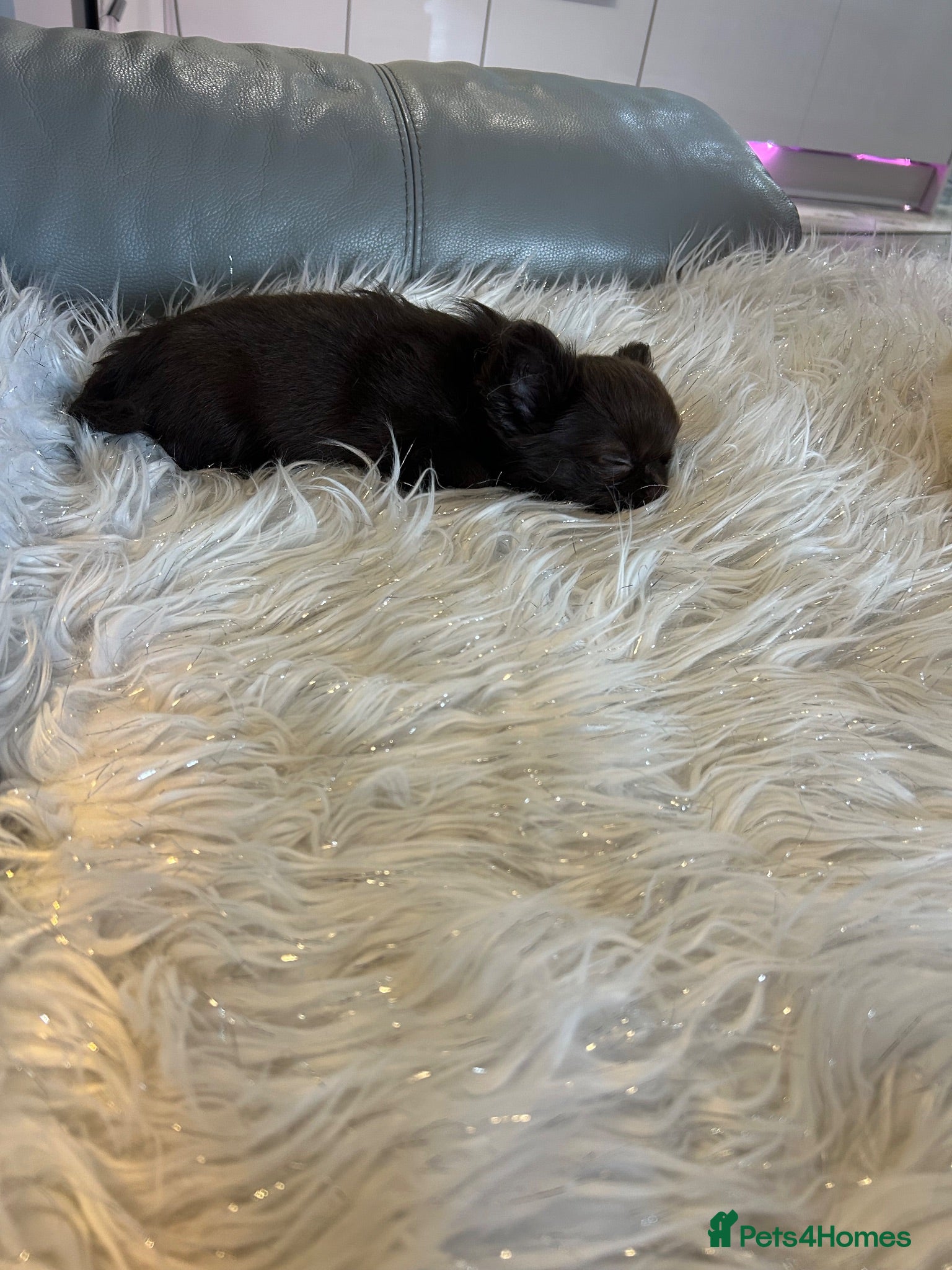 Chihuahua dogs READY NOW - long coat chihuahua puppy - Advert 2