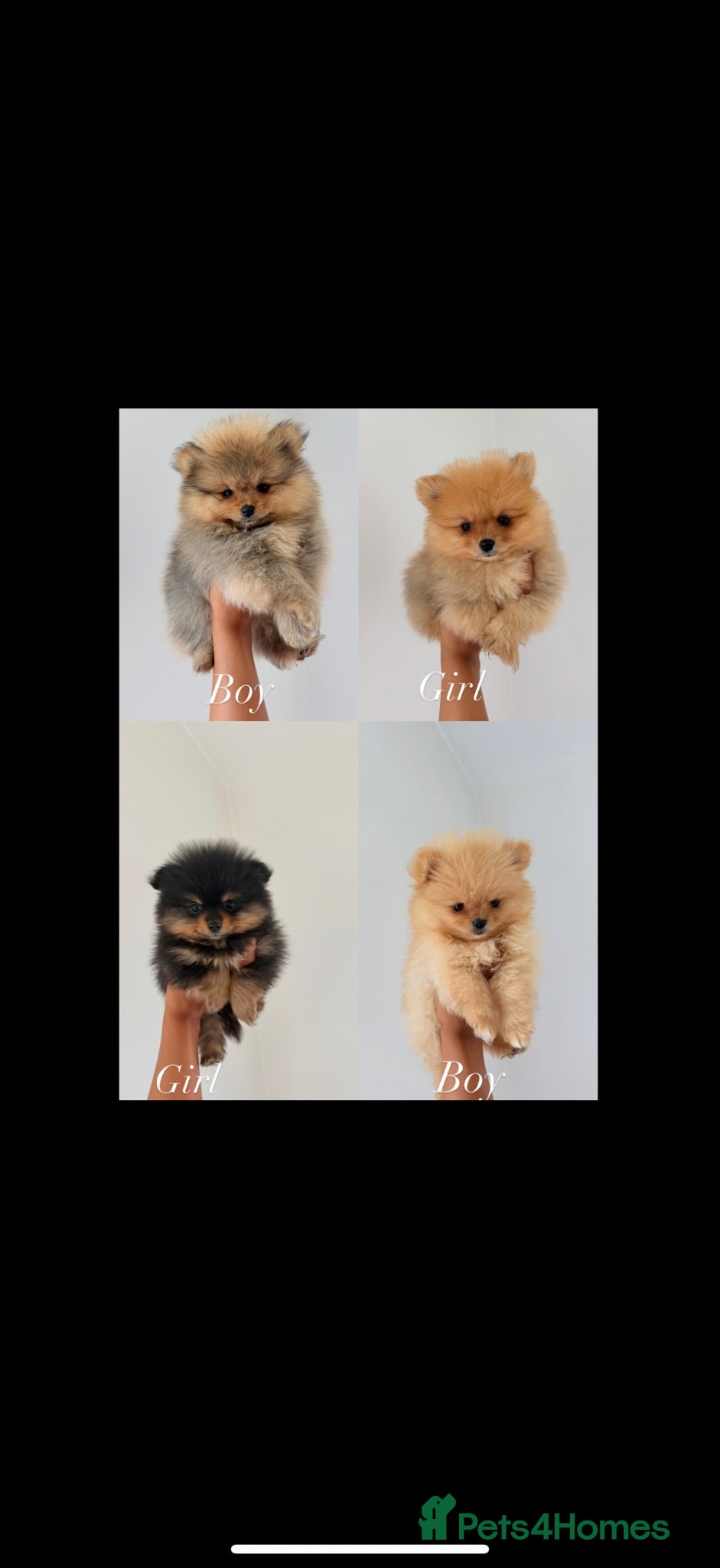 Pomeranian dogs READY TO LEAVE 5 Pomeranian PUPPIES 🫶🏽   - Advert 1