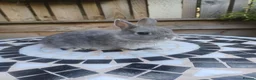 Netherland Dwarf rabbits for sale: Neverland dwalf - Advert 11