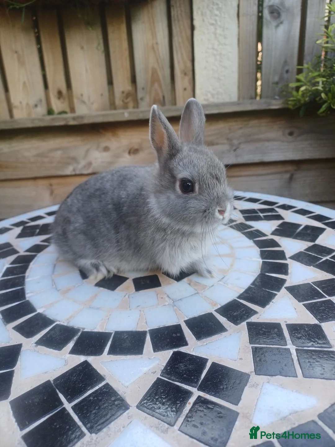 Netherland Dwarf rabbits for sale: Neverland dwalf - Advert 11