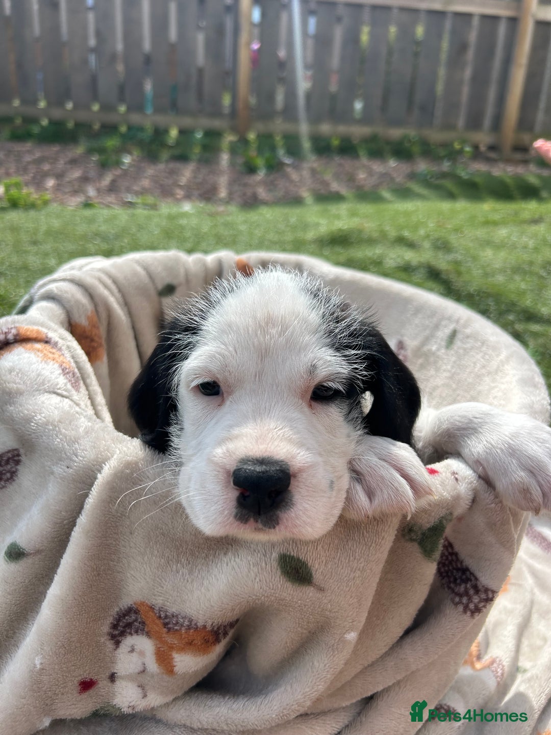 Mixed Breed dogs for sale: long haired Boxapoints - Image 20