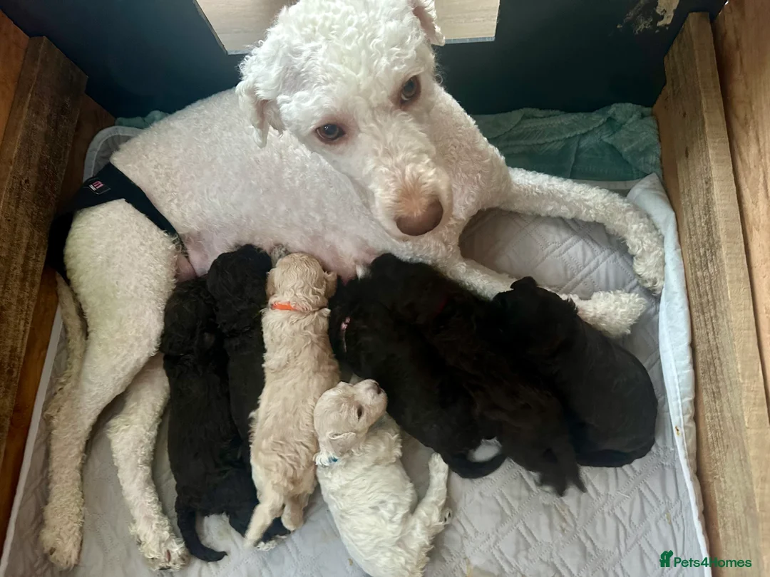 Lagotto Romagnolo dogs for sale: Lagotto Romagnolo Puppies  - Advert 27
