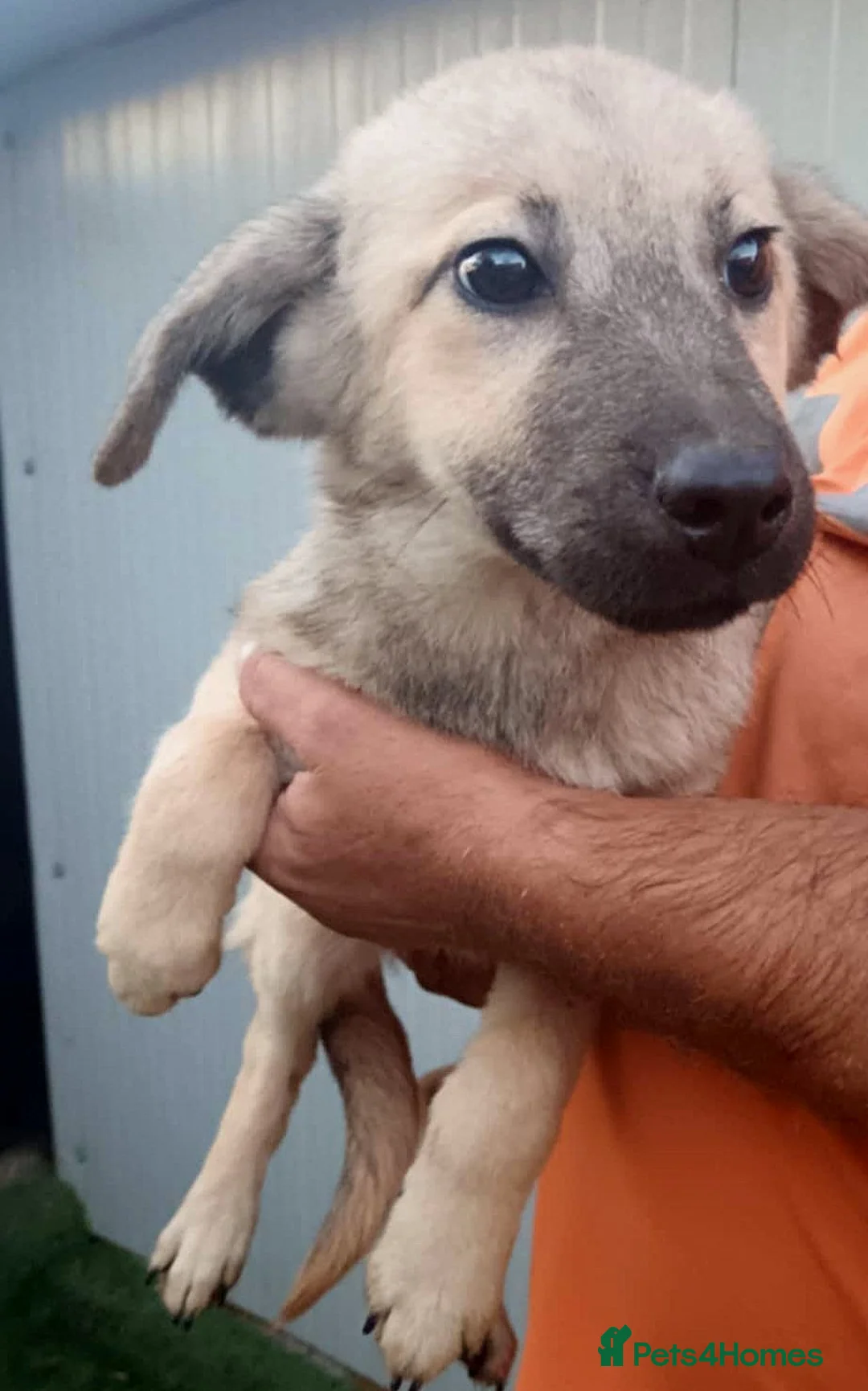 Mixed Breed dogs for adoption: 💖 Maxie – a gentle girl with the softest heart 💖 - Advert 6