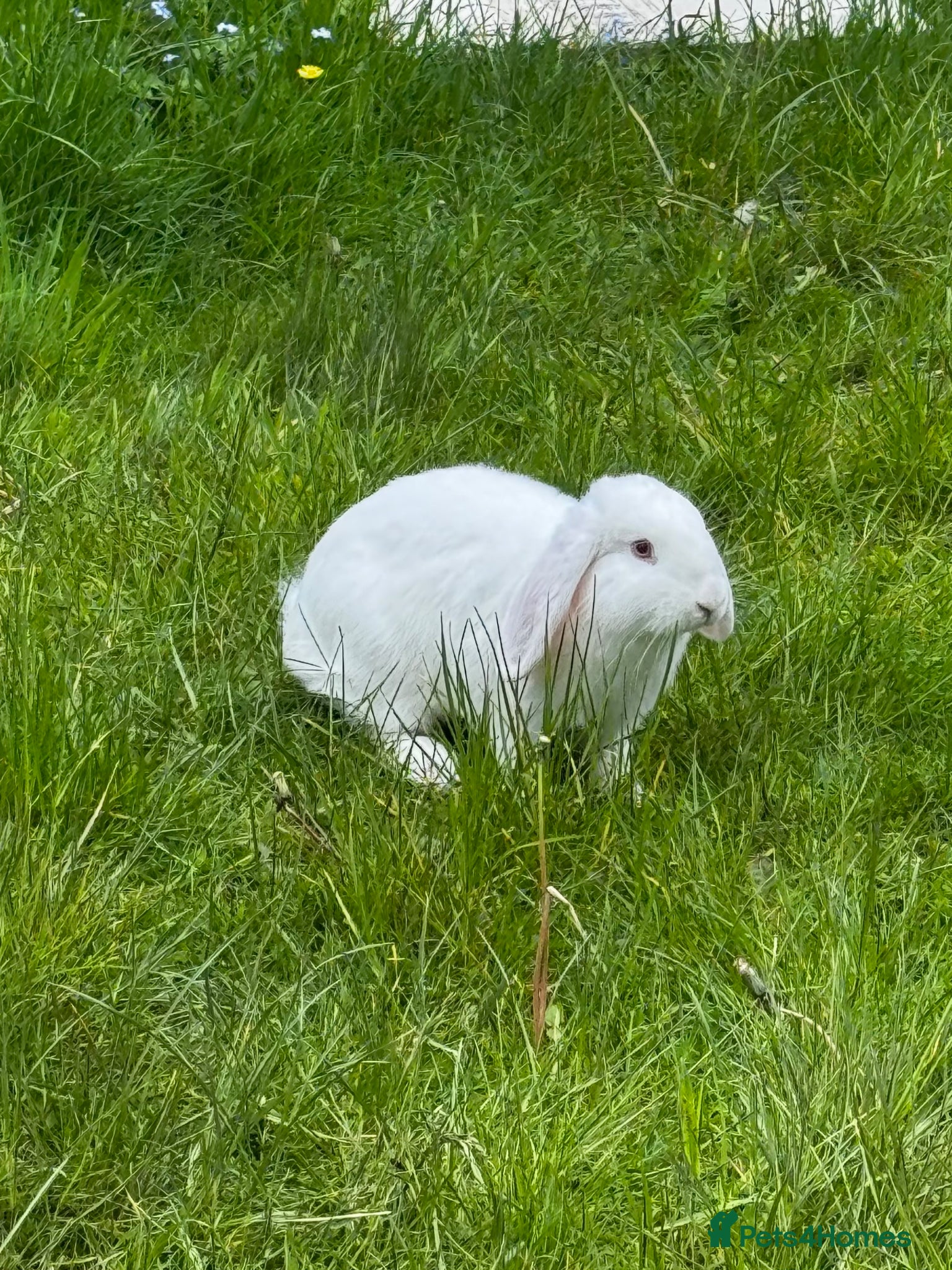 Mixed Breed rabbits Mini Lop/Angora White Boy Grey Girl - Advert 5