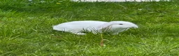 Mixed Breed rabbits for sale: Mini Lop/Angora White Boy Grey Girl in Blackburn - Advert 1