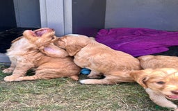 Cocker Spaniel dogs for sale: Male Working Cocker Spaniels - Image 5