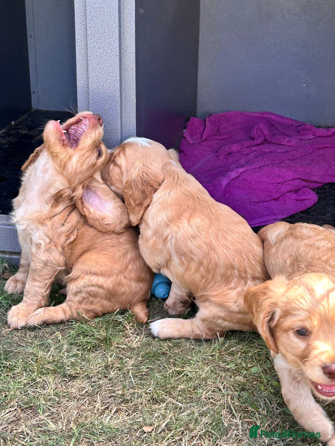 Cocker Spaniel dogs for sale: Male Working Cocker Spaniels - Image 5