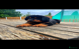 Tibetan Mastiff dogs for sale: 6 Tibetan Mastiff Puppies - Image 10