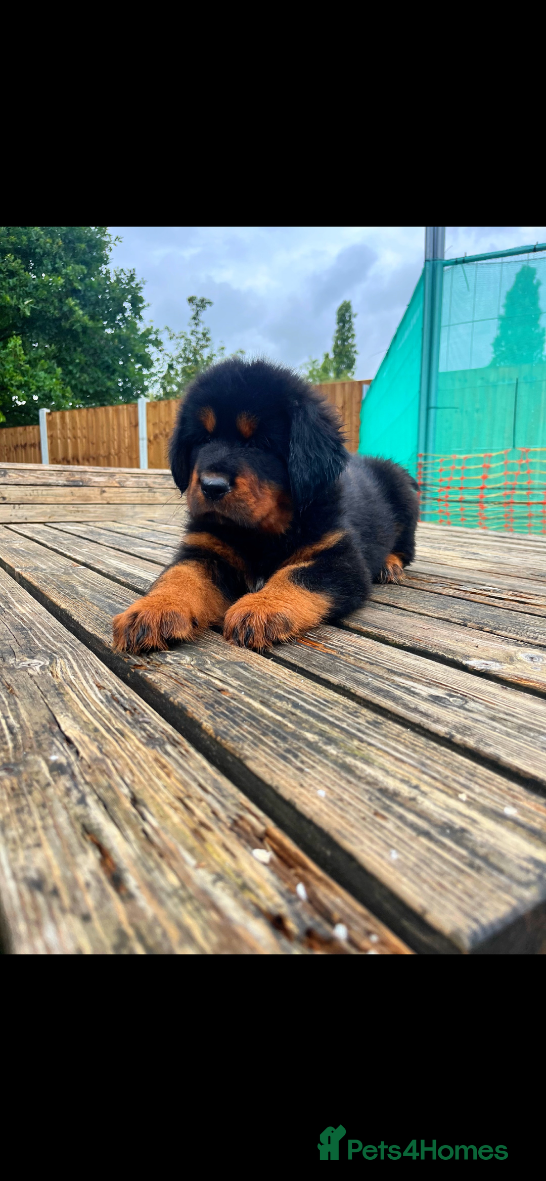 Tibetan Mastiff dogs for sale: 6 Tibetan Mastiff Puppies - Image 10