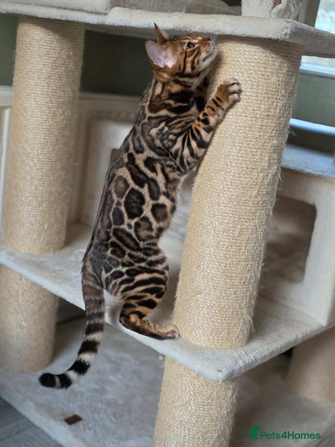 Bengal cats for sale: Brown Rosetted Bengal Prince  - Advert 7