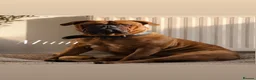 Bullmastiff dogs for sale: Bullmastiff Puppies Available - Advert 3