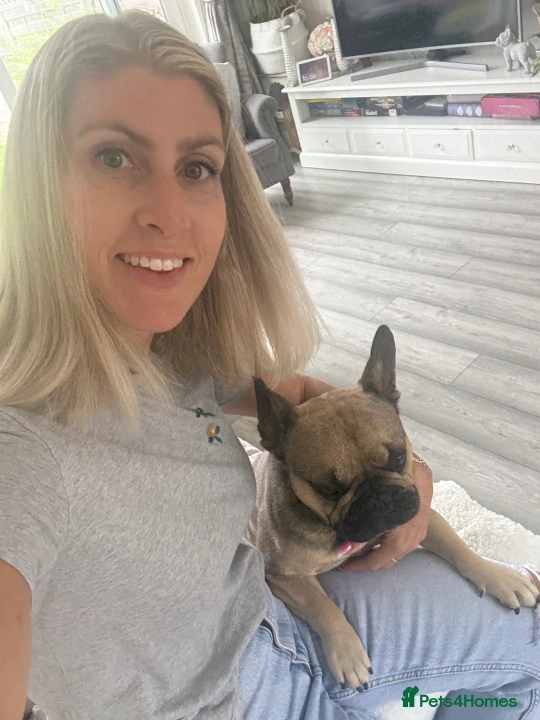 French Bulldog dogs for stud: Enzo is looking for a girlfriend - stud  - Advert 5