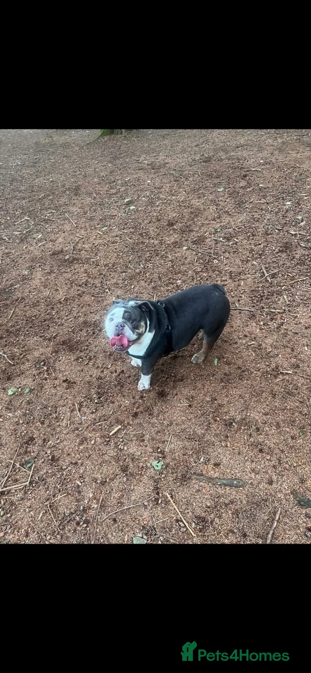 English Bulldog dogs for sale: Ralphy  in Pontypool - Advert 2