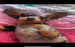 Miniature Dachshund dogs for sale: Beautiful silver dapple long haired girl - Image 11