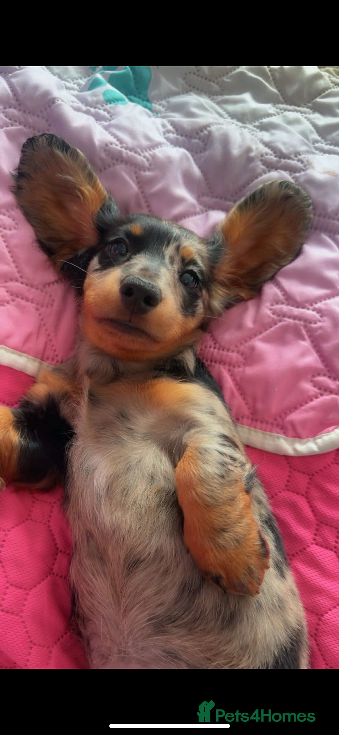 Miniature Dachshund dogs for sale: Beautiful silver dapple long haired girl - Image 11