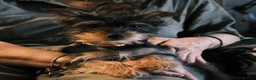 Yorkshire Terrier dogs for sale: Pure Yorkshire Terrier Pups - READY NOW 🐾 in London - Advert 19