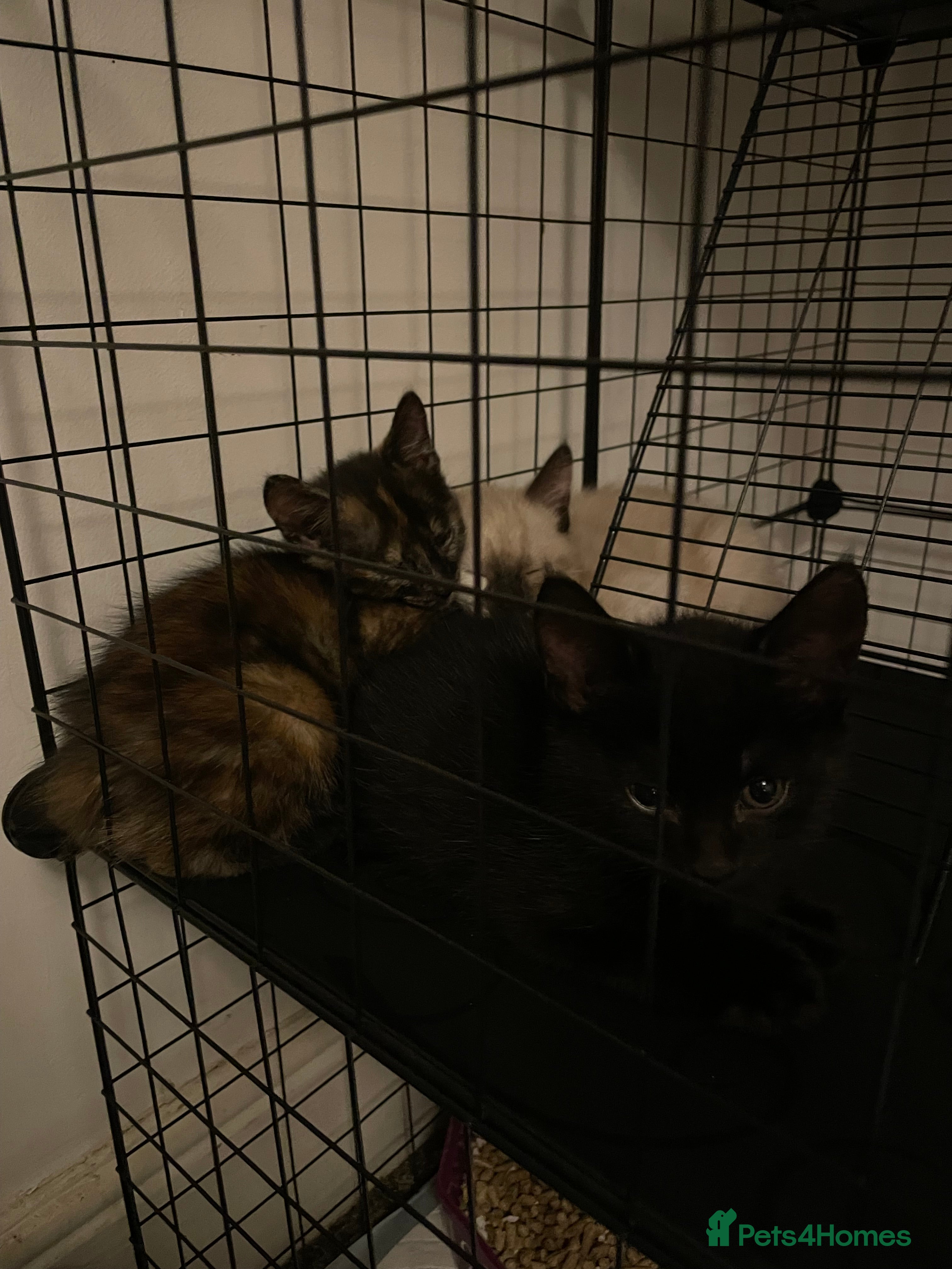 Mixed Breed cats Colourful kittens looking for home 🩷 - Advert 1