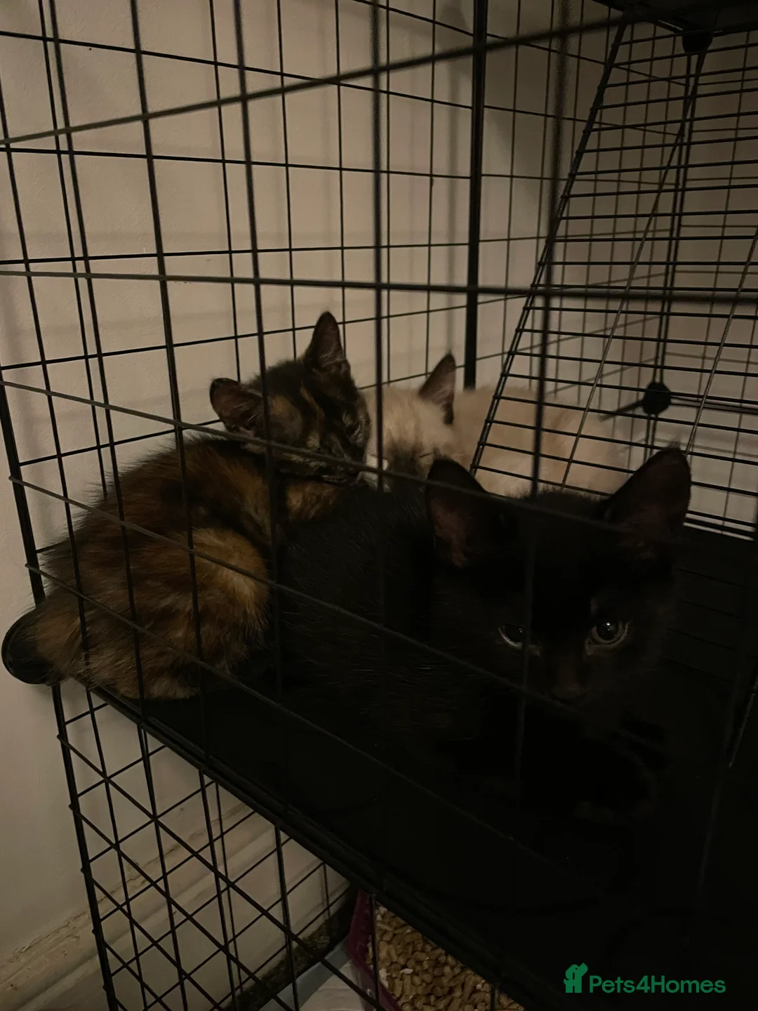 Mixed Breed cats for sale: Colourful kittens looking for home 🩷 - Advert 4