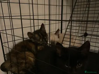 Mixed Breed cats Colourful kittens looking for home 🩷 - Advert 4