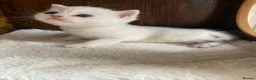 British Shorthair cats for sale: Silver pedigree British Shorthair kittens  - Advert 7