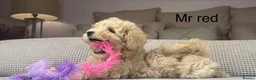 Maltipoo dogs for sale: GORGEOUS MALTIPOOS. BOYS ONLY - Advert 19