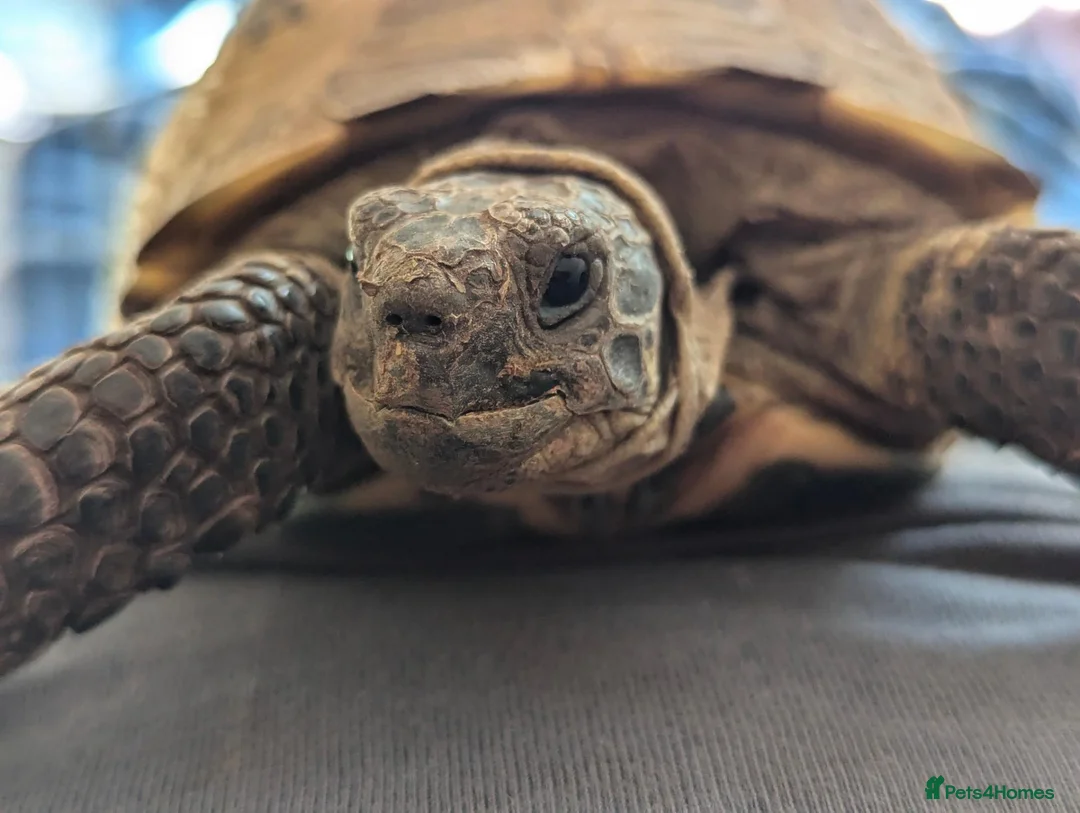 Tortoise reptiles for sale: Sheldon – Russian/Horsfield's Tortoise - Advert 1