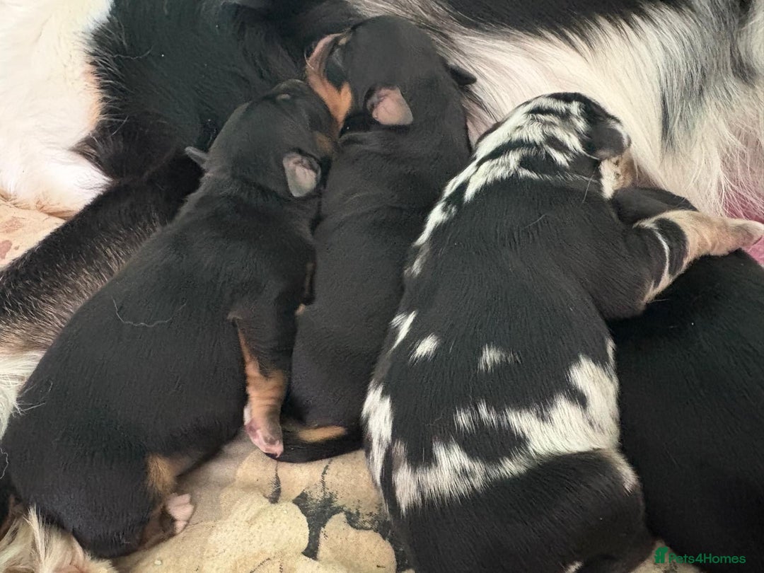 Mixed Breed dogs for sale: Blue merle and golden retriever puppies - Image 1